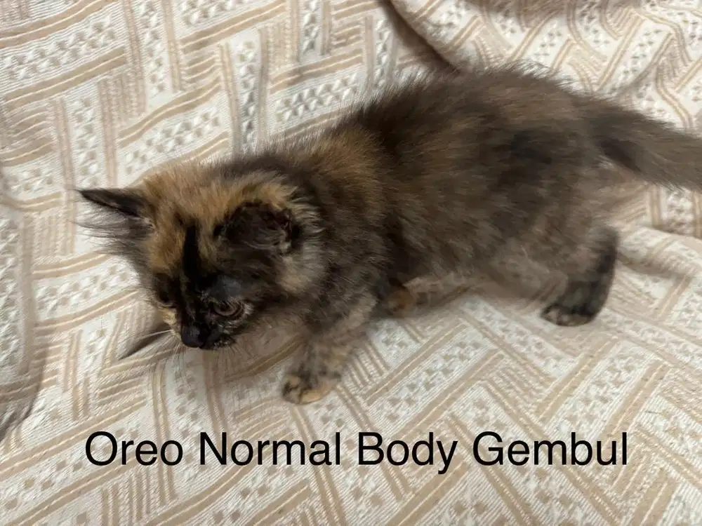 Lepas Addopt Kitten perkawinan Munchkin Persia