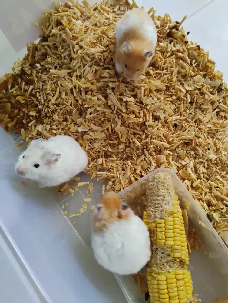 Hamster Syrian besar n jinak