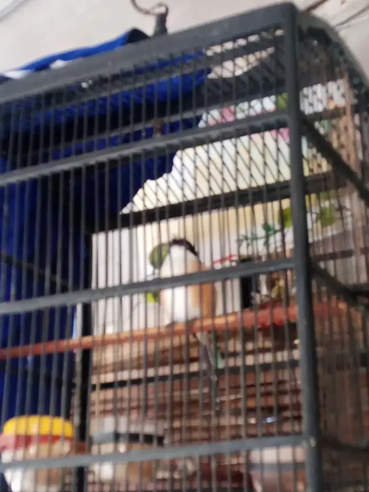 Jl pentet sembur jatim