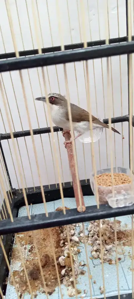 Opior Paruh Tebal Fulset