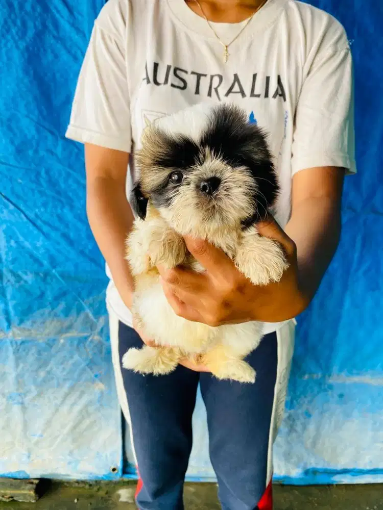 Mini shihtzu medan