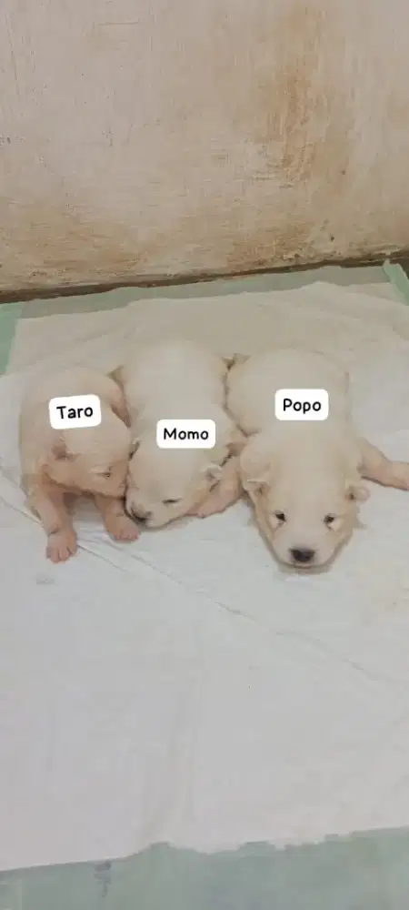 Dijual puppy samoyed 2 jantan belum stambum