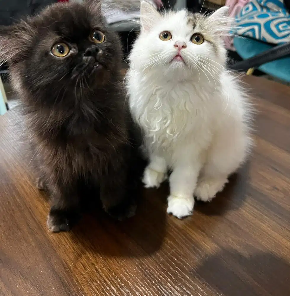 Premium Persian Kitten Purebreed, Bulu Lebat & Sehat Terawat