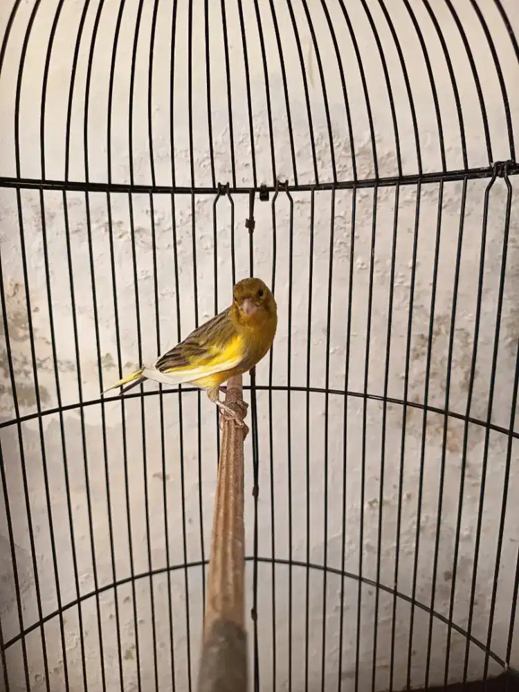 Burung Kenari Hybrid F1lq*STlokal GACORR