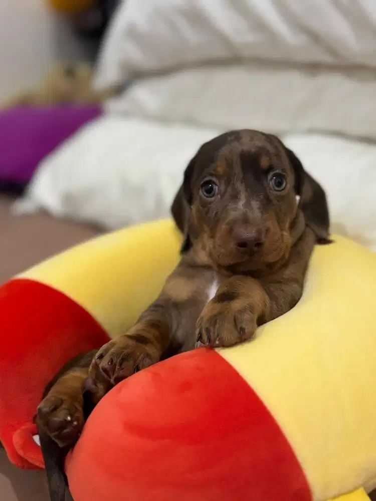 Open adopt Pure Tekel Stambum