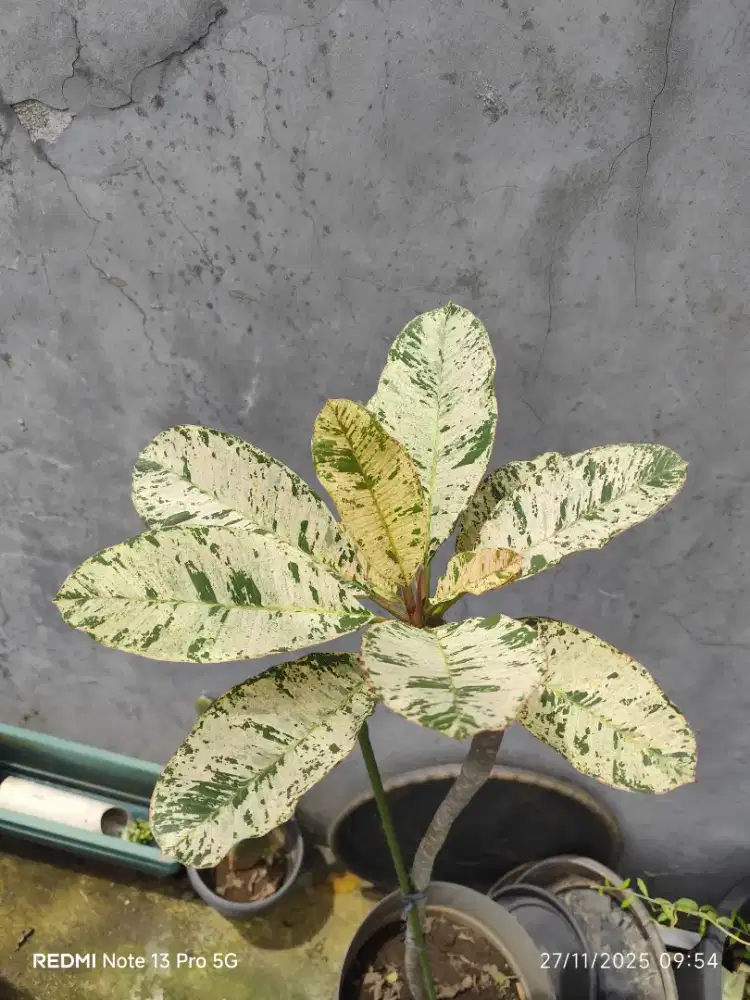 Pohon Kamboja Varigata