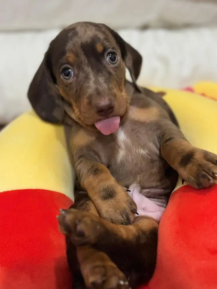 Open Adopt Pure Tekel Stambum chip