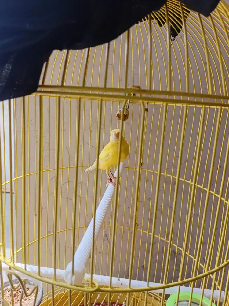 Kenari loper prediksi betina