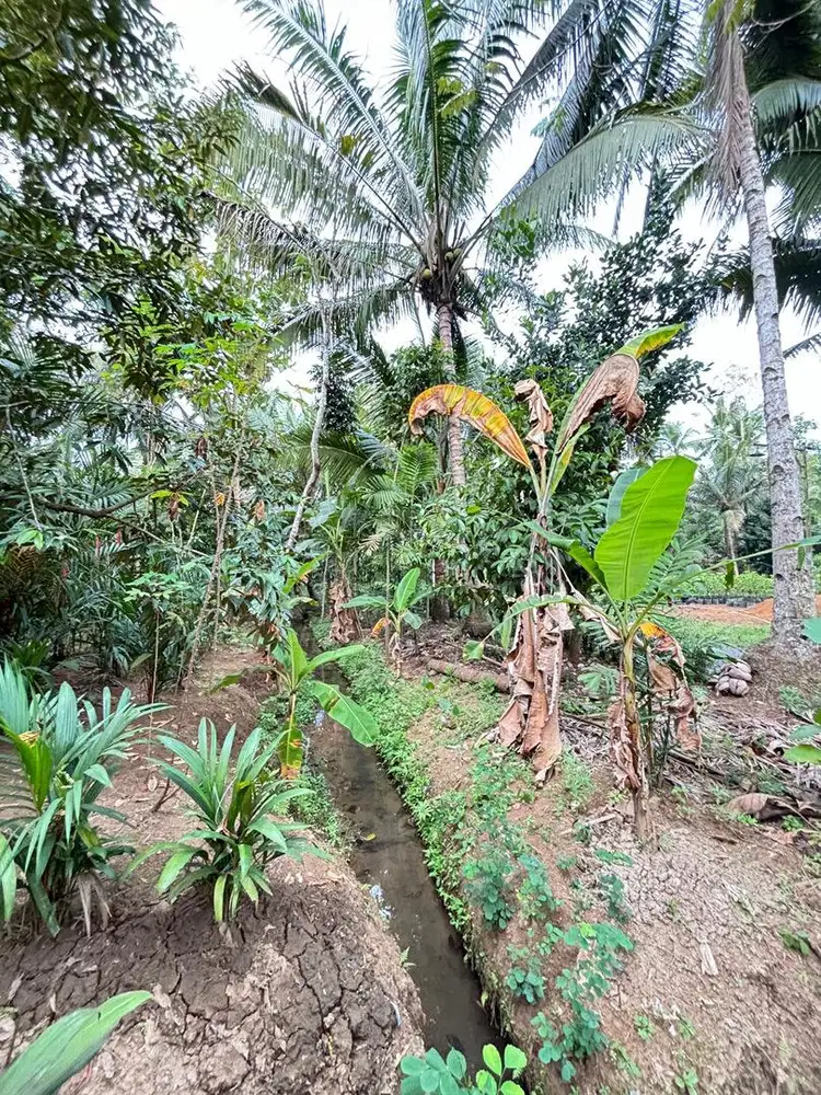 Jual tanah murah kutoarjo purworejo