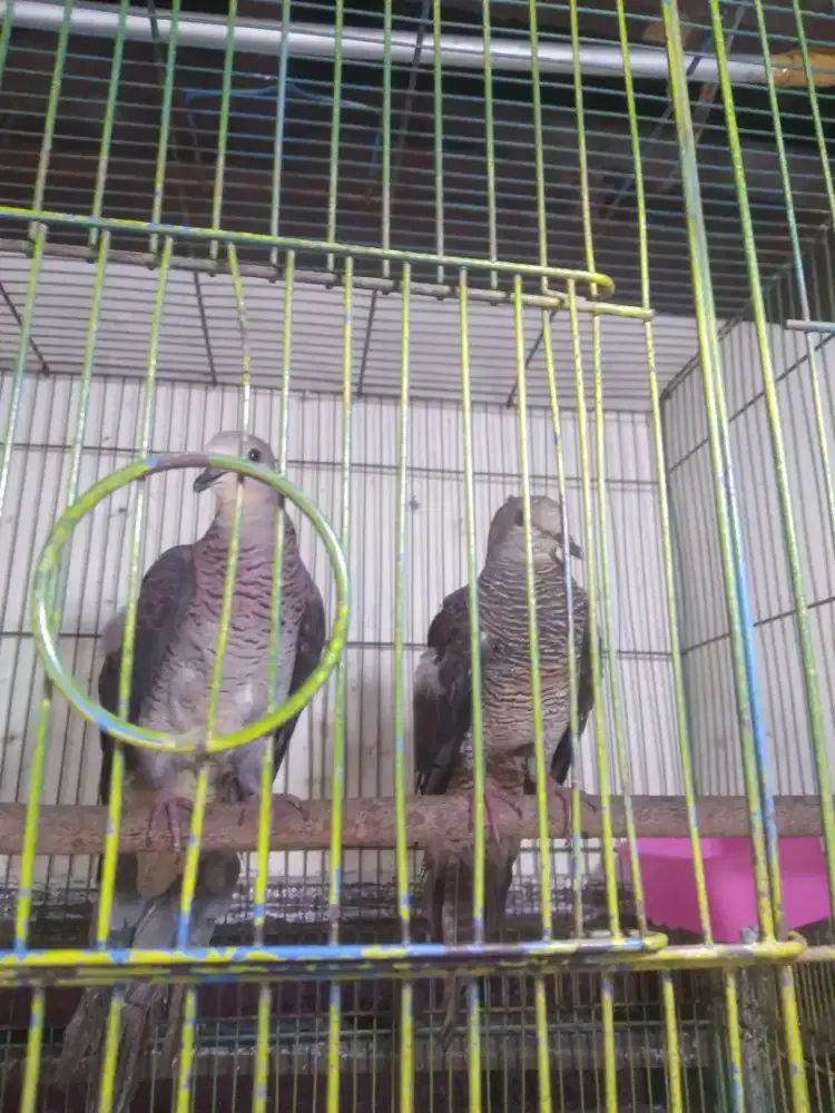 Burung tekukur hutan sepasang body 2x lebih besar dr tekukur biasa