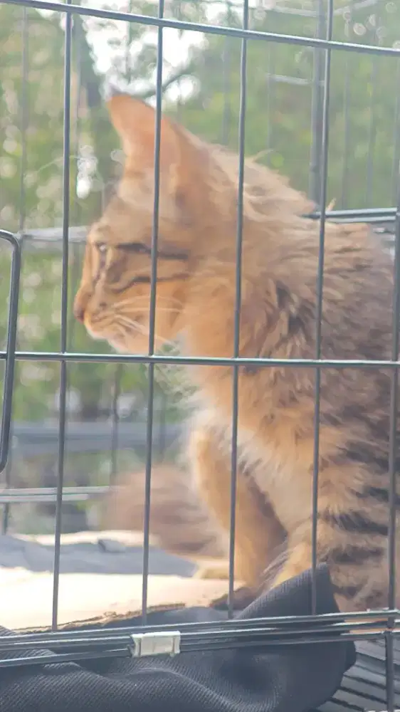 Kitten Maicon Mix Domestik