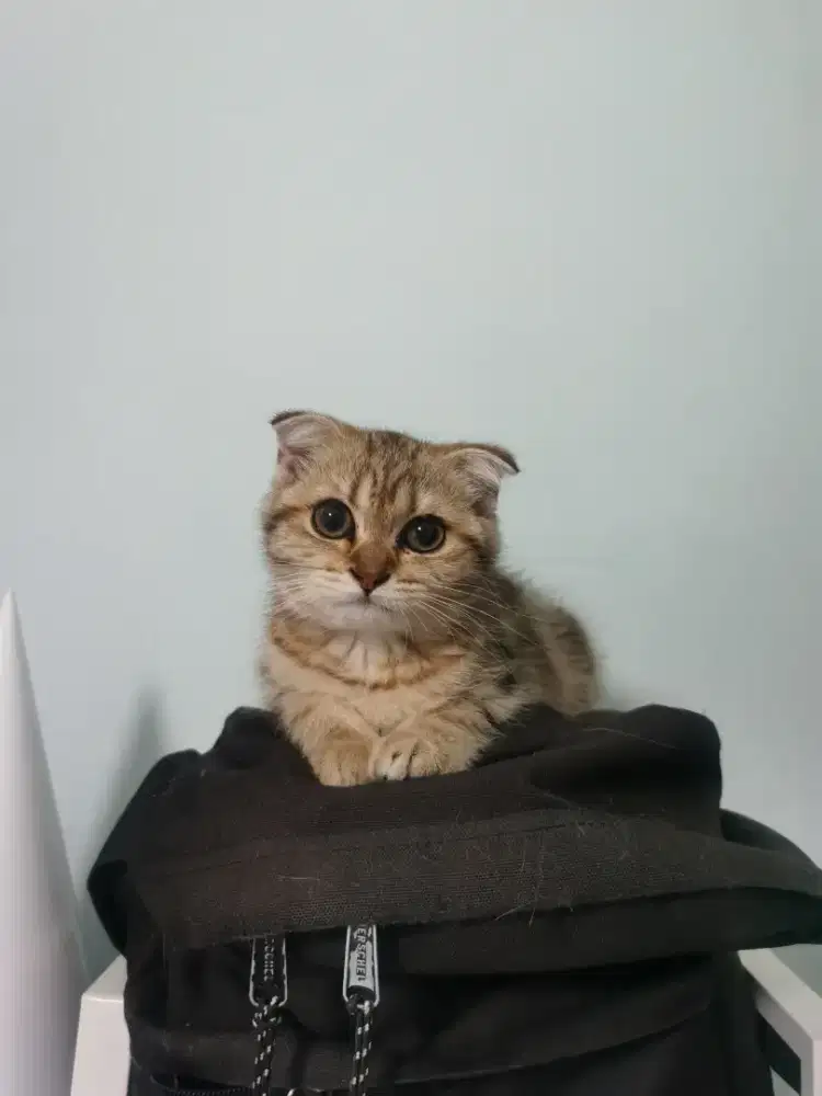 Scottish Fold Golden Marble