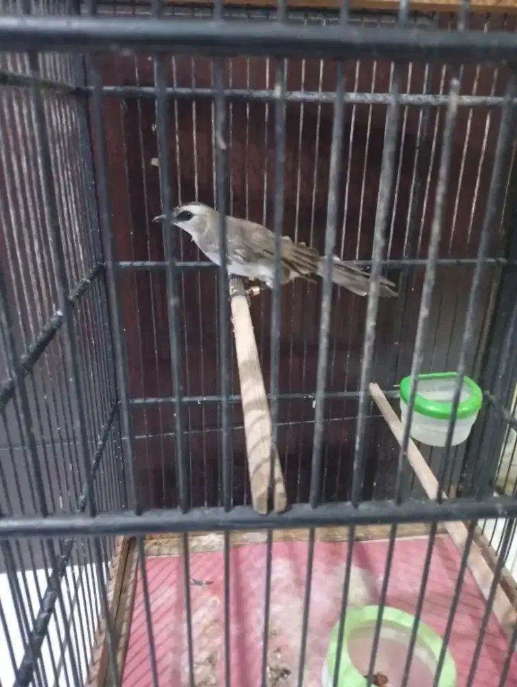 Jual burung trucukan voer
