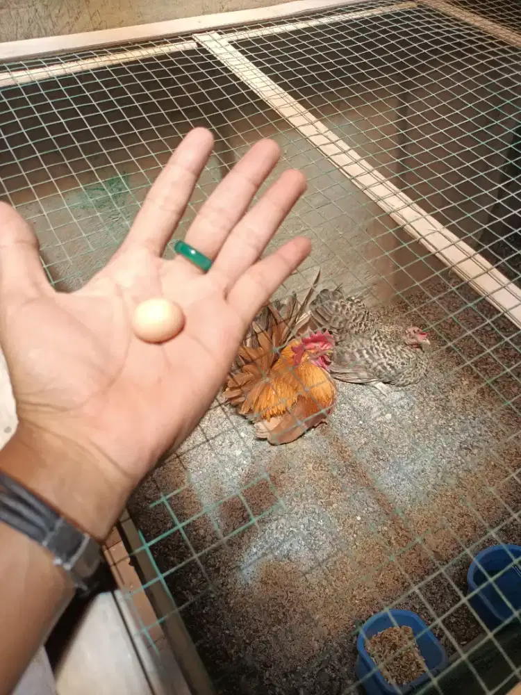 Telur ayam jago asli langkah