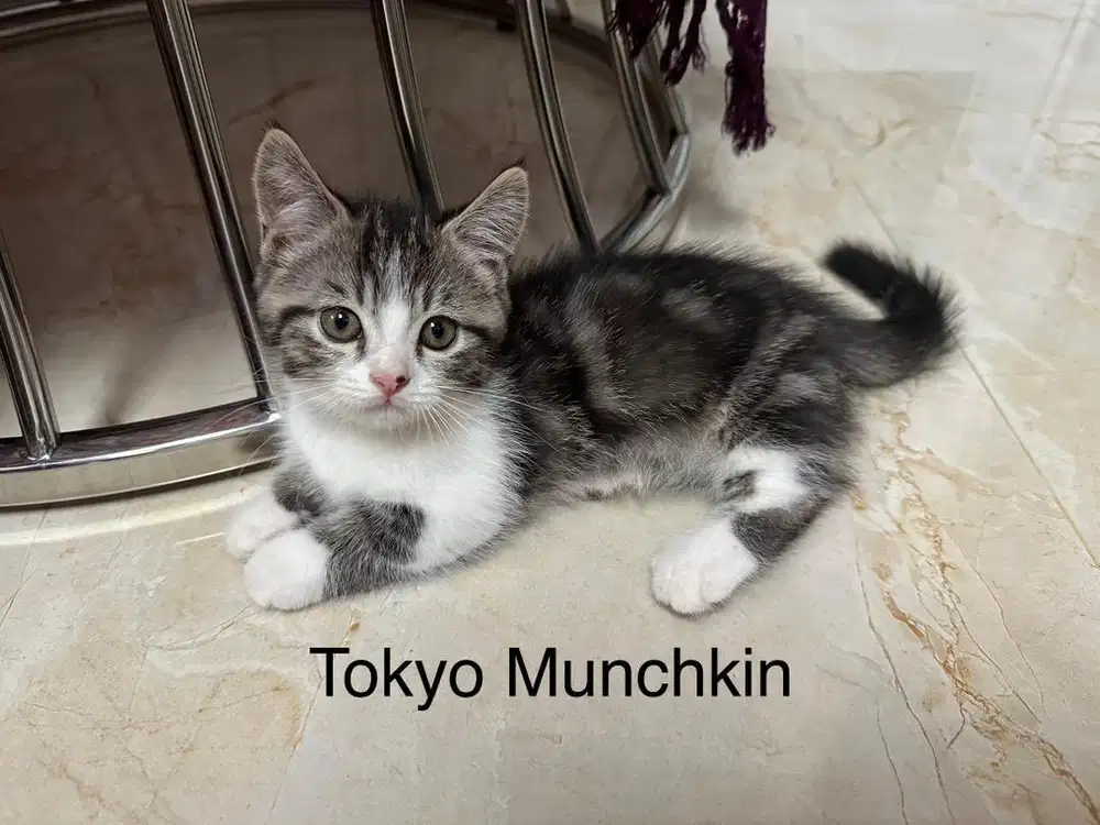 Munchkin siap di Addopsi