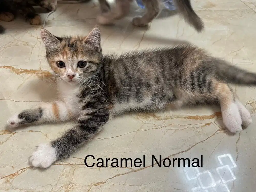 Persian mix munchkin siap di addopt