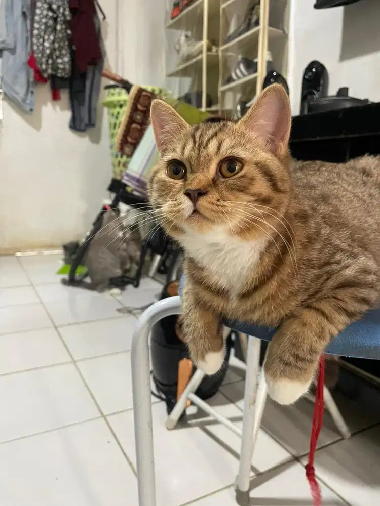 Kucing british shothair