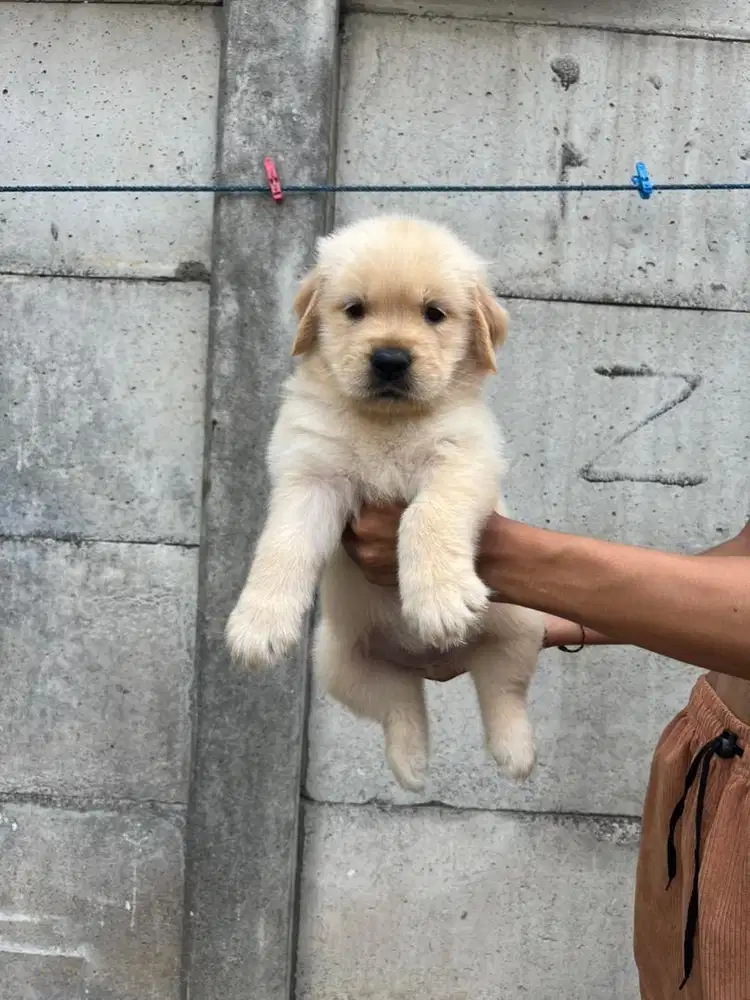 Sale 4 female golden retriever murmer