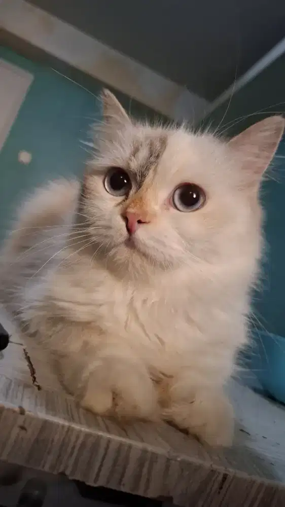 Open Adopsi 2 ekor betina (2 tahun)