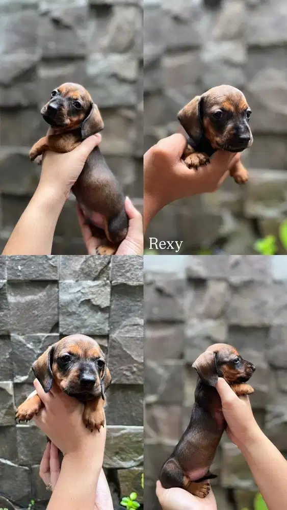 Anakan Dachshund Tekel Puppy