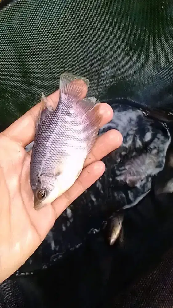 Ikan bawal ukuran nyilet