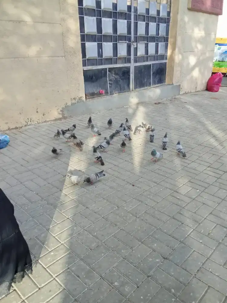 Antar jemput anak sekolah