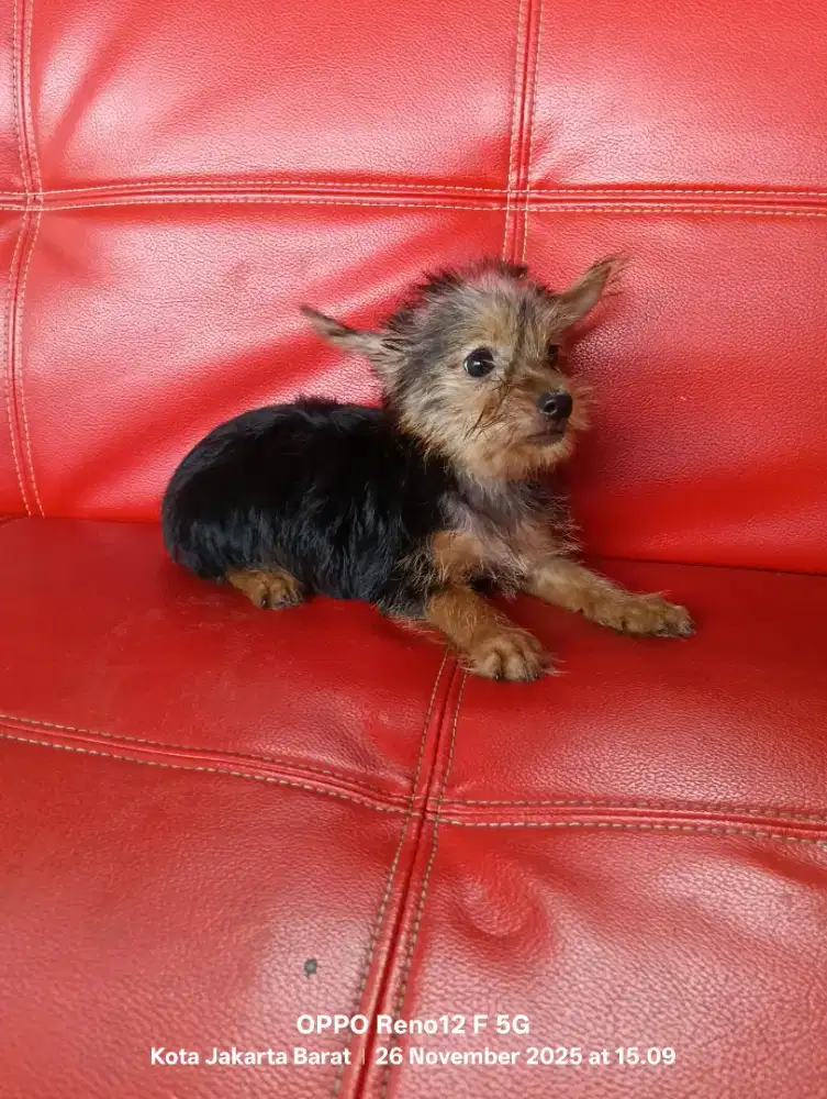 Yorkie puppies jantan dan betina, stb, vaksin, ready.