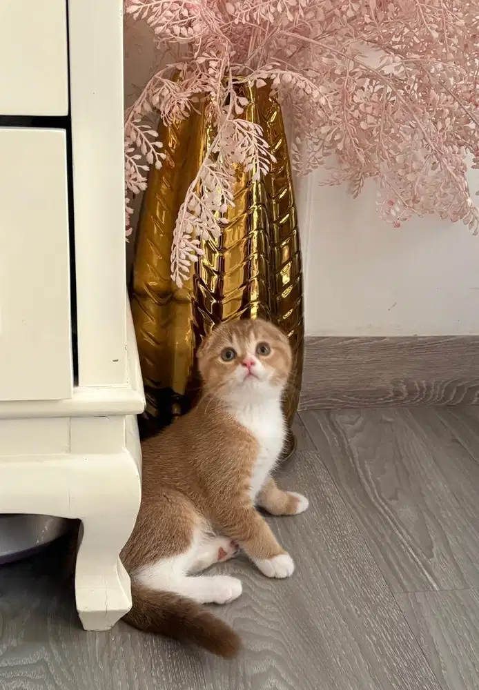 Scottish triple fold