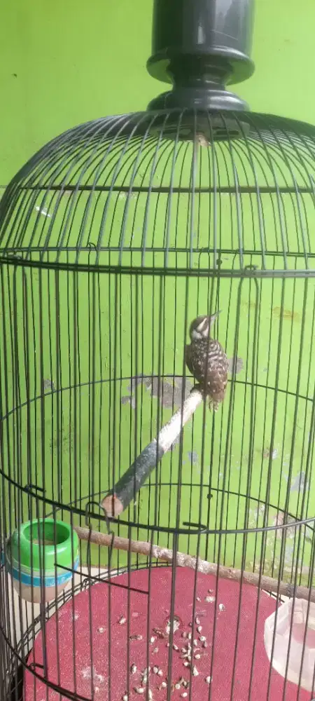 Di jual Santai Burung Pelatuk beras Fulset Harian Gacor mp3 nyaut