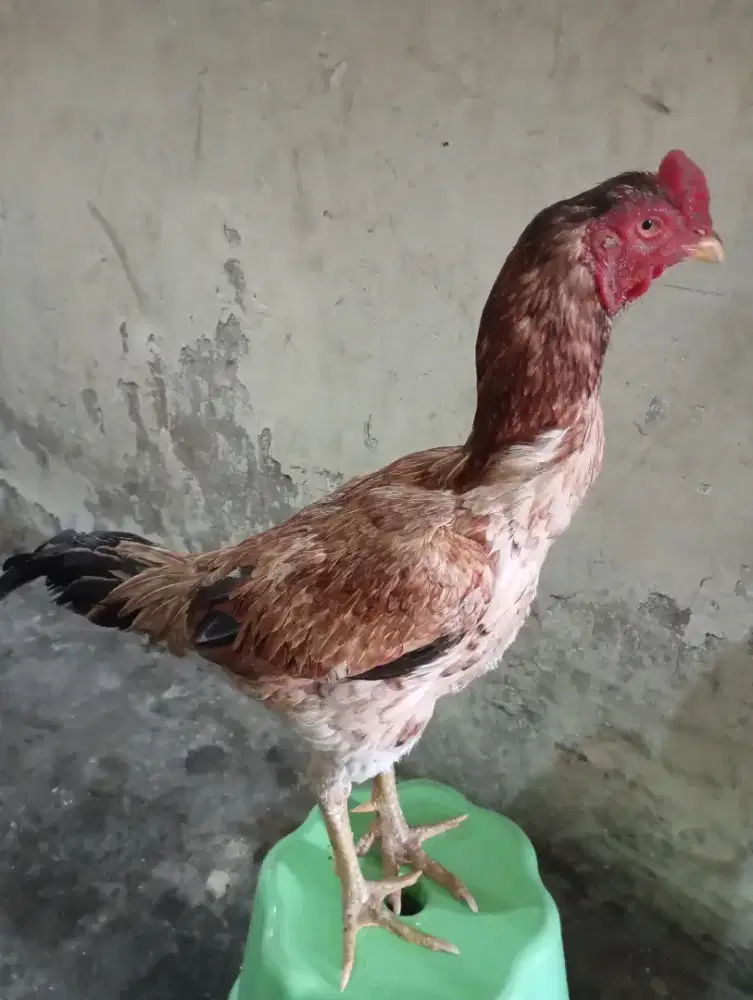 DI JUAL AYAM BULBI (BULU BIANG) CAKEP