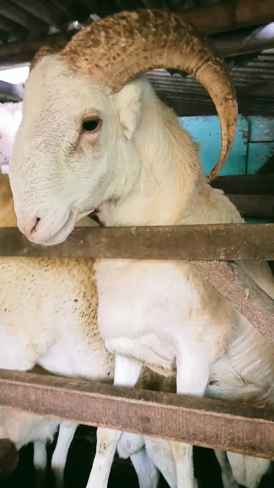 Domba aqiqah bandung