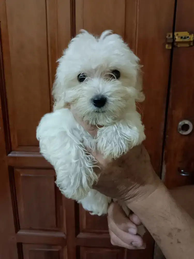 Maltipoo 2 bulan ada 3 ekor