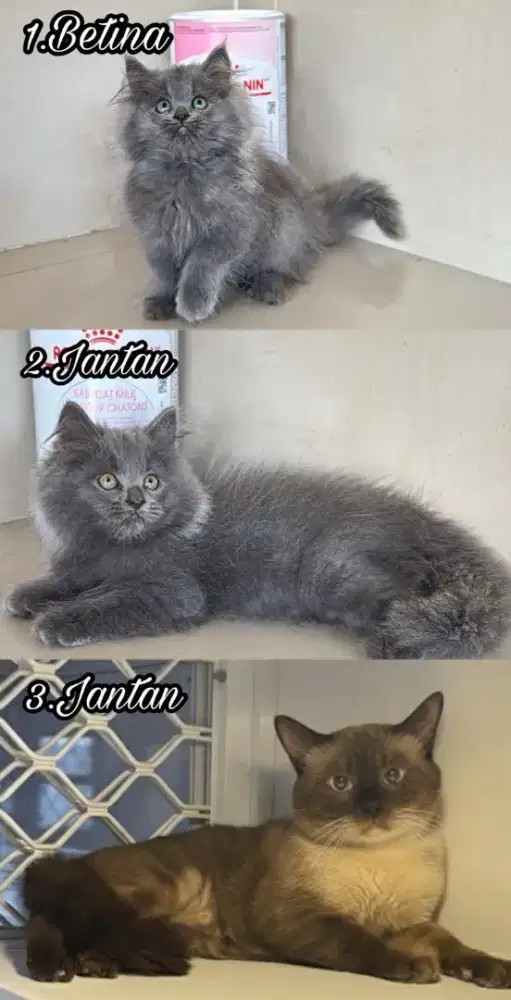 Kucing Persia lucu menggemaskan aktif dan sehat