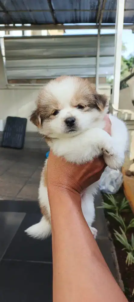 SHIHTZU MIX POM PUPPY