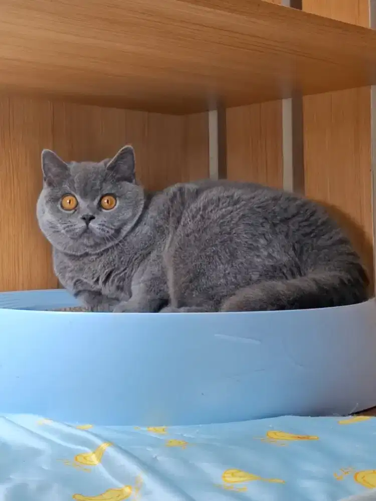 British Shorthair Kitten