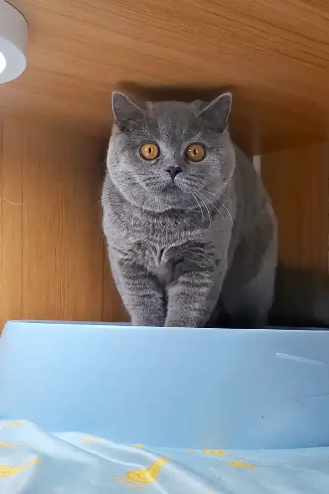Kucing British Shorthair