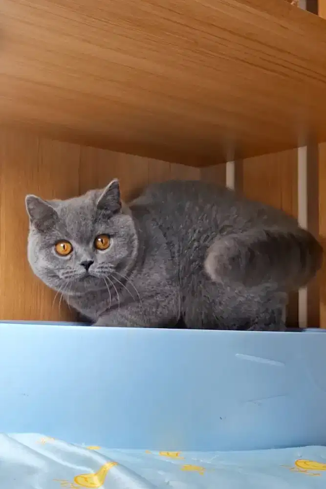Kucing Lucu British Shorthair
