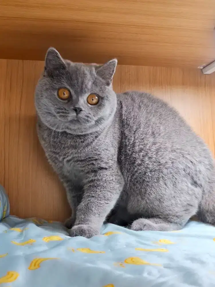 KUCING LUCU BRITISH SHORTHAIR KITTEN