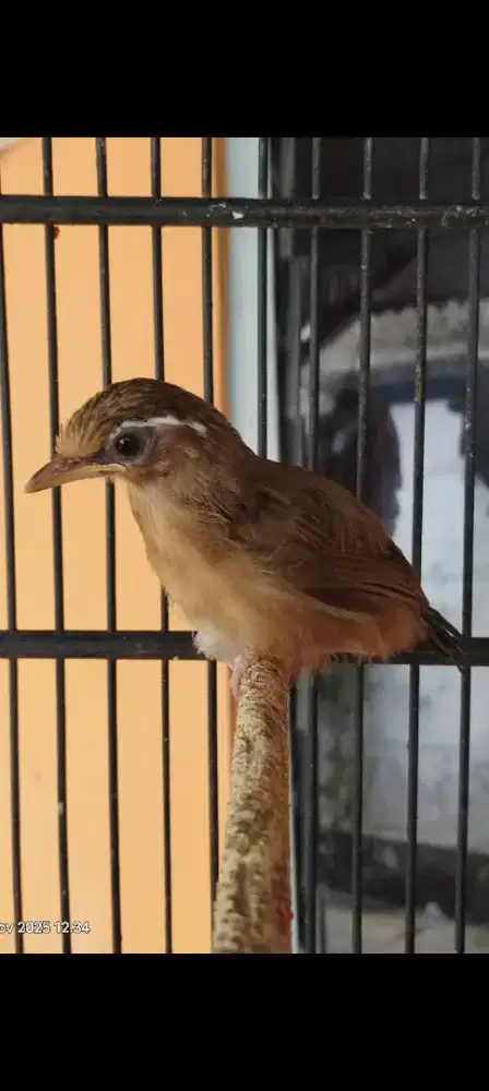 Wambi anakan lolohan