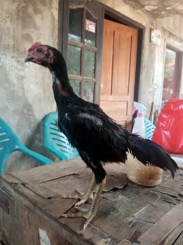 Ayam pakhoy (brakot) 2'5 bln jengger lembe