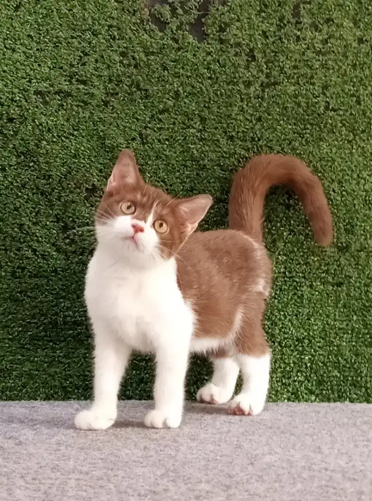 Munchkin NS Cinnamon Bicolor