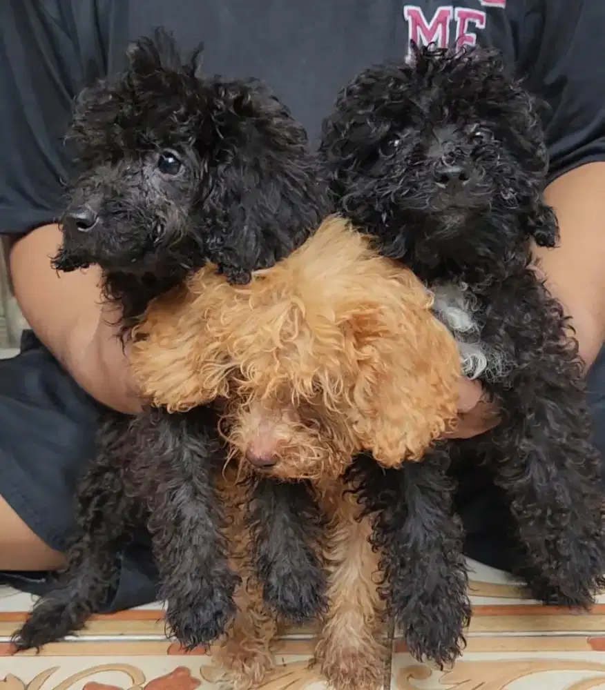 Dijual Anak anjing poodle