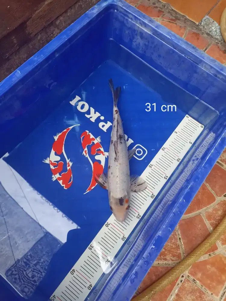 Ikan Koi Shiro Bekko