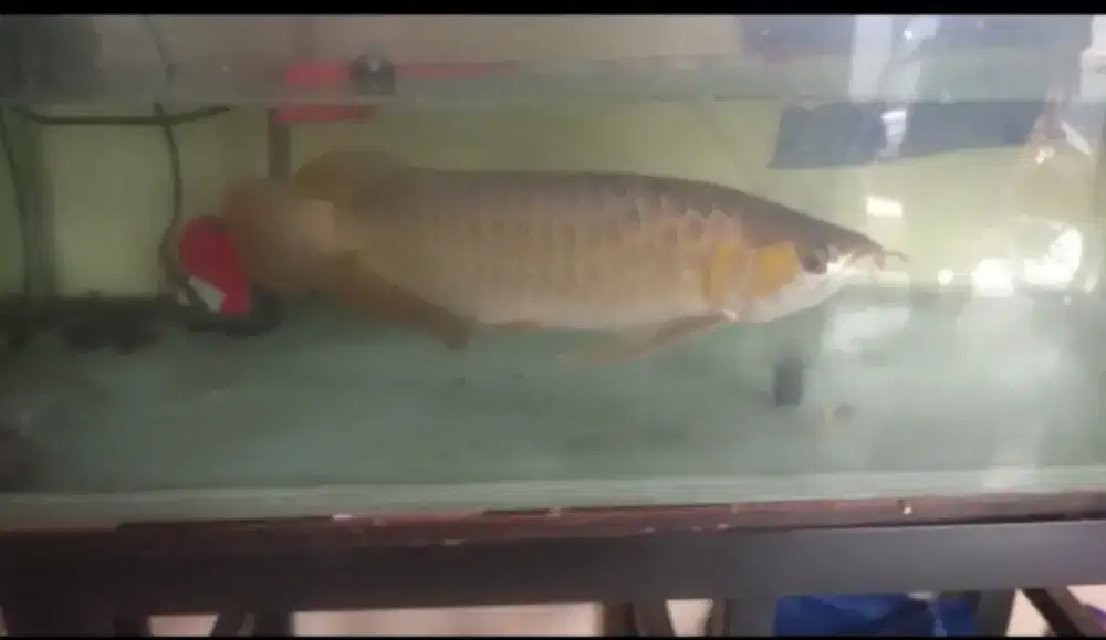 Ikan arwana superred