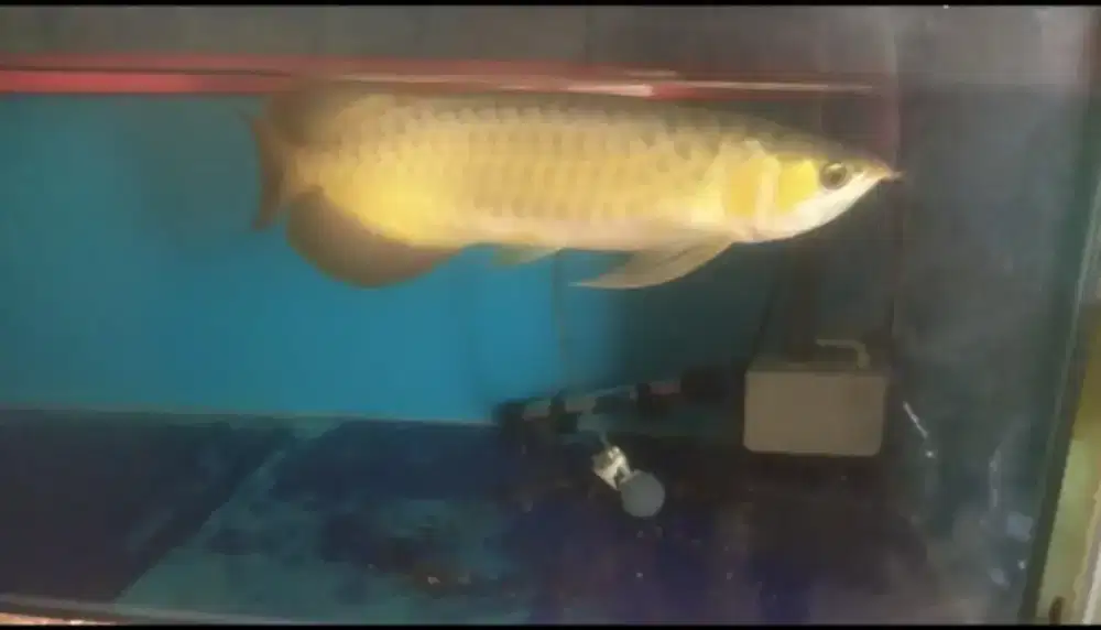 Ikan arwana superred