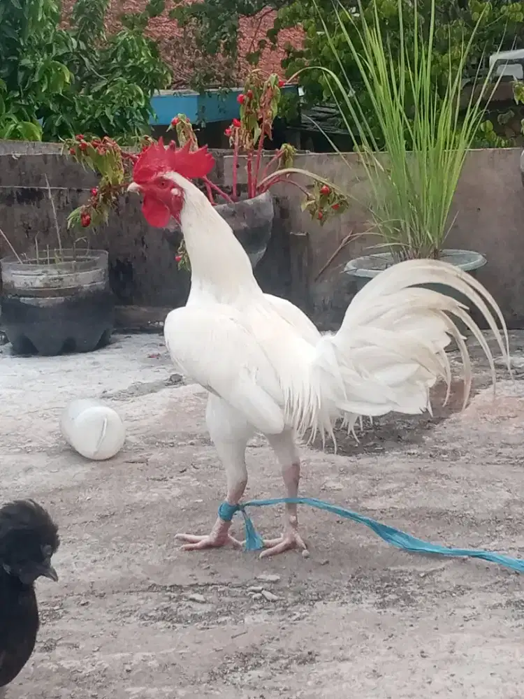 Ayam jago putih + ayam poland