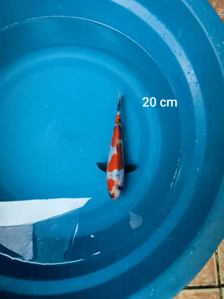 Ikan Koi Showa Tulungagung