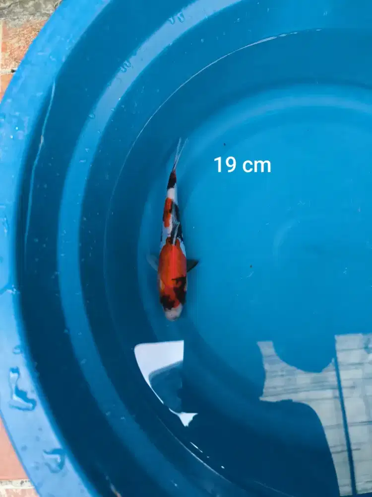 Ikan Koi Showa Tulungagung