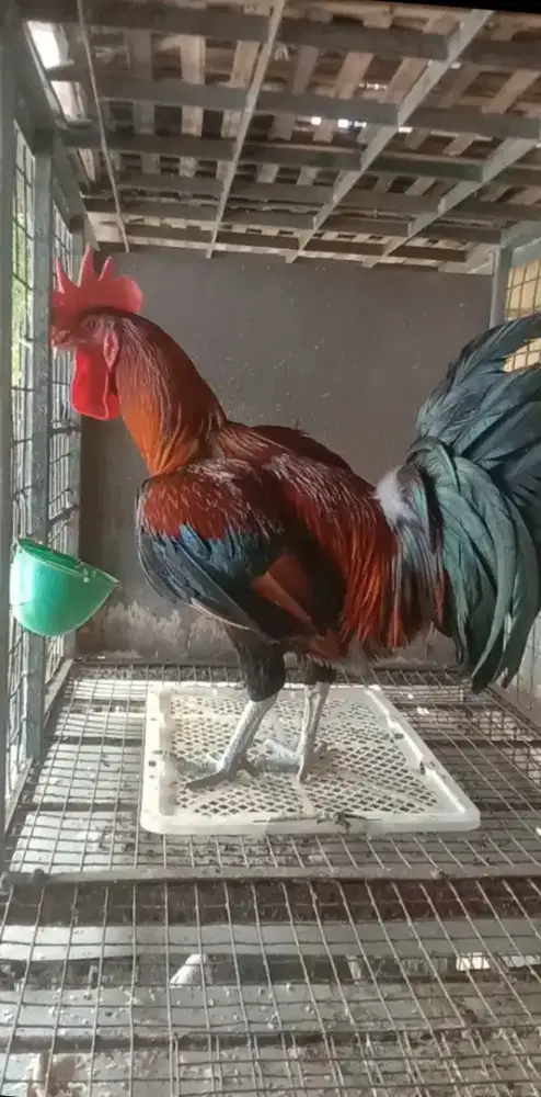 Ayam Pelung Super Jumbo