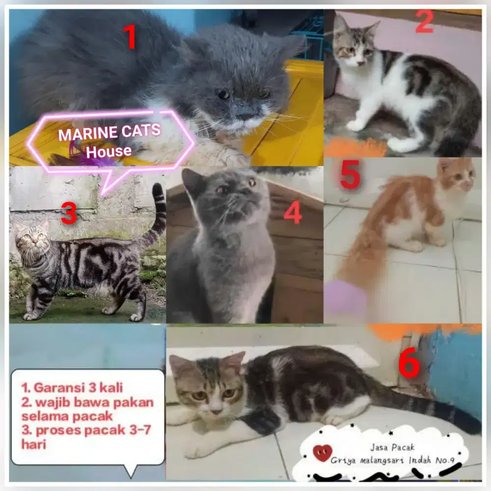 Jasa Pacak Kucing Persia